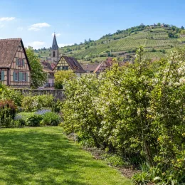 Porte-greffe 'Rich' (Poncirus trifoliata) — grand arbuste fleuri en haie devant village