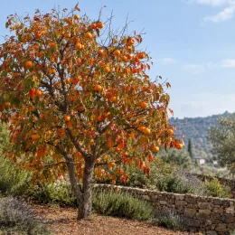 Plaqueminier 'Pomme jiro' (Diospyros kaki) — arbre chargé de fruits orange près d’un muret