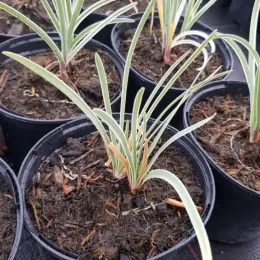 Tulbaghie 'Silver lace' (Tulbaghia violacea) — jeunes touffes de feuilles panachées en godets noirs · Pot 1.5L