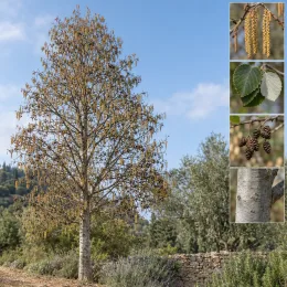 Aulne blanc (Alnus incana) — arbre mature au jardin et détails botaniques · Photo d'illustration