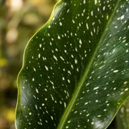 Arum blanc d'ethiopie 'Odessa' (Zantedeschia aethiopica) — gros plan sur feuille tachetée vert foncé · Photo d'illustration