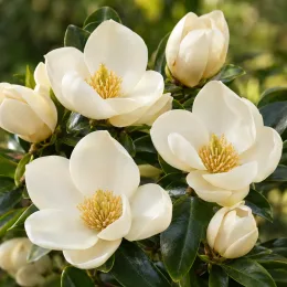 Magnolia 'Vanilla pearls' (Magnolia laevifolia) — gros plan sur grandes fleurs crème ouvertes