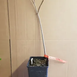 Asiminier de virginie 'Paw-paw' (Asiminia triloba) — jeune arbuste nu en pot plastique · Pot 2L Baliveau