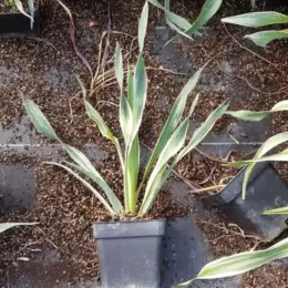Yucca 'Variegata' (Yucca gloriosa) — jeune plant panaché en pot de pépinière · Pot 1.5L