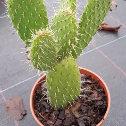 Oponce poilue (Opuntia leucotricha) — jeune cactus dressé en pot de pépinière · Godet