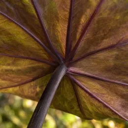 Colocasia 'Tea cup' (Colocasia esculenta) — gros plan sur nervures d’une grande feuille