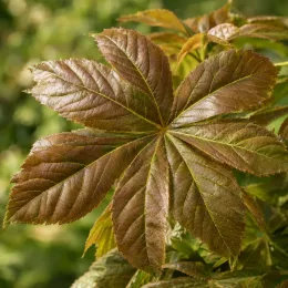 Rodgersia à feuille de marronnier (Rodegersia aesculifolia) — grand feuillage palmé brun verdâtre en gros plan · Photo d'illustration