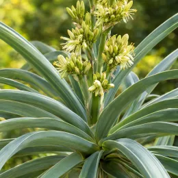 Pluie d'étoiles du mexique (Furcraea longaeva) — grappe de fleurs au centre d'un feuillage rubané · Photo d'illustration