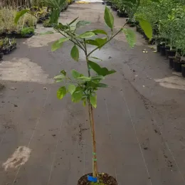 Oranger 'Valencia midknight' (Citrus sinensis) — jeune agrume sur tige en pépinière · Pot 8L Touffe