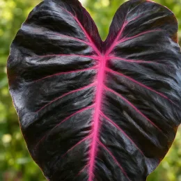 Oreille d'éléphant 'Redemption' (Colocasia esculenta) — grand feuillage sombre nervuré de rose vif