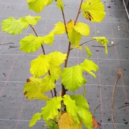 Noisetier 'Merveille bollwiller' (Corylus avellana) — jeune arbuste au feuillage jaune vert tacheté · Pot 2.5L