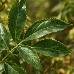 Sureau noir à gros fruits 'Sampo' (Sambucus nigra) — gros plan sur des feuilles composées vertes · Photo d'illustration