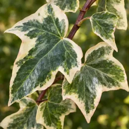 Lierre grimpant 'Gloire de marengo' (Hedera algeriensis) — gros plan de feuilles vertes bordées de crème · Photo d'illustration