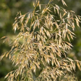 Avoine géante (Stipa gigantea) — panicules légères aux épillets beiges en gros plan · Photo d'illustration