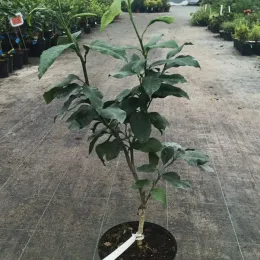 Bergamotier (Citrus bergamia) — jeune arbuste en pot sur allée de pépinière · Pot 5L Touffe
