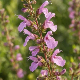 Sauge 'Trenance' (Salvia grahamii) — épi floral rose en gros plan, fond vert flou · Photo d'illustration