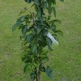 Poirier colonnaire 'Obelisk' (Pyrus communis) — jeune arbre étroit tuteuré sur pelouse verte · Pot 8L