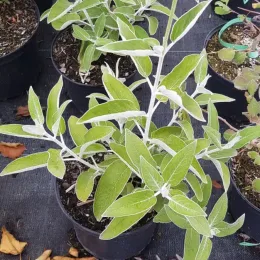 Sauge cassis (Salvia discolor) — jeune plant au feuillage vert clair en pot · Pot 2.5L