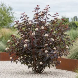 Physocarpe à feuilles d'obier 'Diabolo' (Physocarpus opulifolius) — arbuste arrondi aux feuilles sombres et fleurs blanches · Photo d'illustration