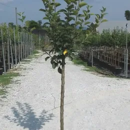Pommier gala — jeune arbre fruitier tige droite en pépinière · Pot 18L