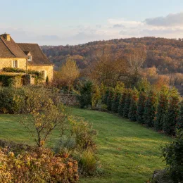 Houx arbustif 'Heckenfee' (Ilex × meserveae) — haie d'arbustes persistants bordant une pelouse