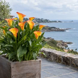 Arum blanc d'ethiopie 'Hotshot' (Zantedeschia aethiopica) — plante fleurie orangée en bac bois sur terrasse · Photo d'illustration