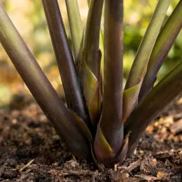 Oreille d'éléphant 'Black saphir gecko' (Colocasia) — pseudotroncs pourpres épais émergeant du sol de jardin · Photo d'illustration