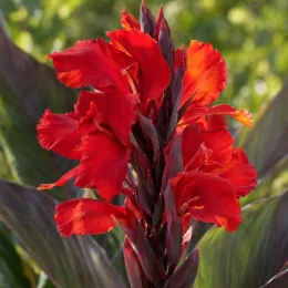 Canna pourpre 'Feu magique' — gros plan d'épis de fleurs rouges vives · Photo d'illustration