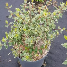 Abelia à grandes fleurs Stereden (Abelia grandiflora) — jeune arbuste à feuillage panaché vert et crème · Pot 3L