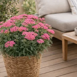Achillée millefeuille 'Milly rock rose' (Achillea millefolium) — plante fleurie rose en pot tressé sur terrasse