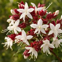 Clerodendron (Clerodendron trichotonum) — grappe de fleurs étoilées blanches et rouges · Photo d'illustration