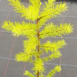 Mélèze du japon (Larix kaempferi) — jeune conifère lumineux sur toile de pépinière · Pot 2.5L Baliveau