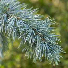 Cèdre de l'himalaya feeling blue 'Feelin blue' (Cedrus deodara) — gros plan sur rameau aux aiguilles bleu-vert