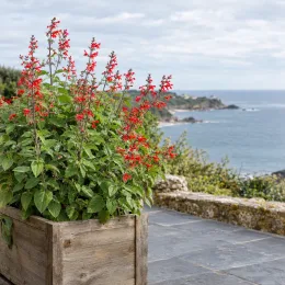 Sauge ananas (Salvia elegans) — plante fleurie rouge en bac bois sur terrasse · Photo d'illustration