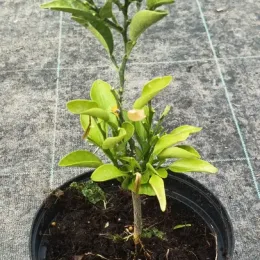 Bigarade 'Gou tou' (Citrus aurantium) — jeune plant vert en pot plastique noir · Pot 2.5L