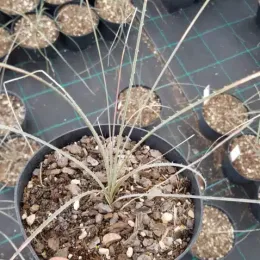 Dasylire (Dasylirion gentryi) — jeune plant graminée dans pot noir en pépinière · Pot 2.5L