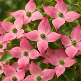 Cornouiller du japon 'Mont fuji' (Cornus kousa) — gros plan de bractées roses étoilées · Photo d'illustration