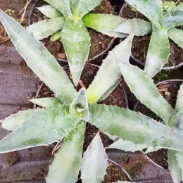 Agave 'Crassispina' (Agave salmiana) — jeunes rosettes succulentes vert gris en pots · Pot 2.5L