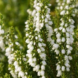Bruyère 'White perfection' (Erica) — grappes de petites clochettes blanches denses · Photo d'illustration