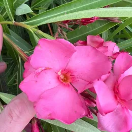 Laurier rose 'Roseum Plenum' (Nerium oleander) — gros plan de fleurs roses et feuillage