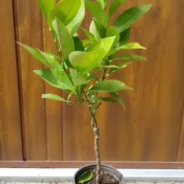 Oranger (Citrus sinensis) — jeune arbuste dressé en pot de pépinière · Pot 1.5L Tige