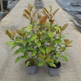 Magnolia de la galissonnière 'Galissoniere' (Magnolia grandiflora) — jeunes arbustes au feuillage vert et bronze en pot · Pot 4L