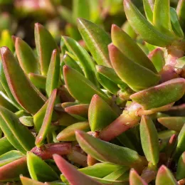 Carpobrotus 'Pink' (Carpobrotus edulis) — gros plan de feuillage charnu vert et rougeâtre · Photo d'illustration