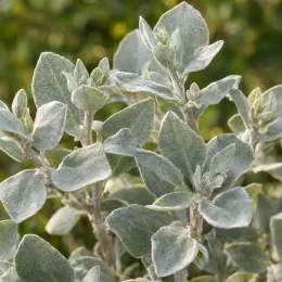 Atriplex (Atriplex halimus) — feuillage dense aux feuilles épaisses gris argenté · Photo d'illustration