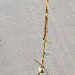 Févier d'amérique sans épines 'Sunburst' (Gleditsia triacanthos) — tige fine attachée sur sol de pépinière · Pot 1.5L Baliveau