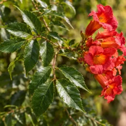 Bignonne 'Summer jazz tm fire trumpet vine' (Campsis) — grappes de fleurs orange-rouge et feuillage vert brillant