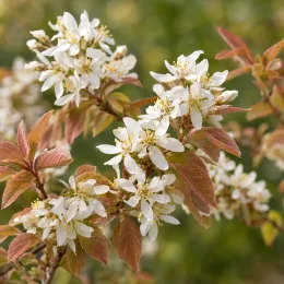 Amélanchier à feuilles ovales (Amelanchier ovalis) — fleurs blanches en grappes avec jeunes feuilles bronze · Photo d'illustration