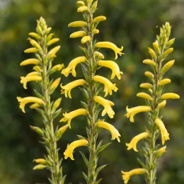 Orchidée (Deuterocohnia longipetala) — grappes dressées de fleurs tubulaires jaunes