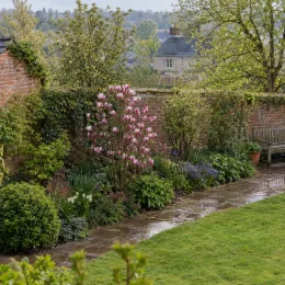 Magnolia 'Satisfaction' — arbuste fleuri rose dans massif le long du mur