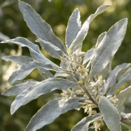 Goumi du japon à baies rouges 'Quicksilver' (Eleagnus angustifolia) — feuillage argenté avec petites fleurs crème en grappes · Photo d'illustration